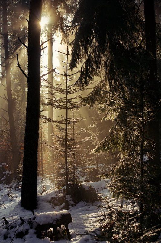 в лесу фото превью