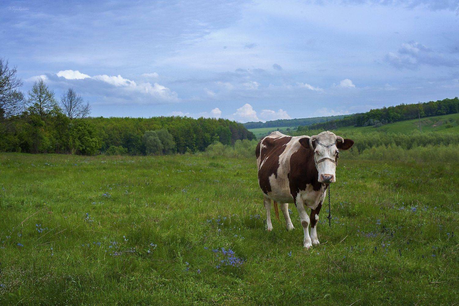 лето,поле,корова, Roma  Chitinskiy