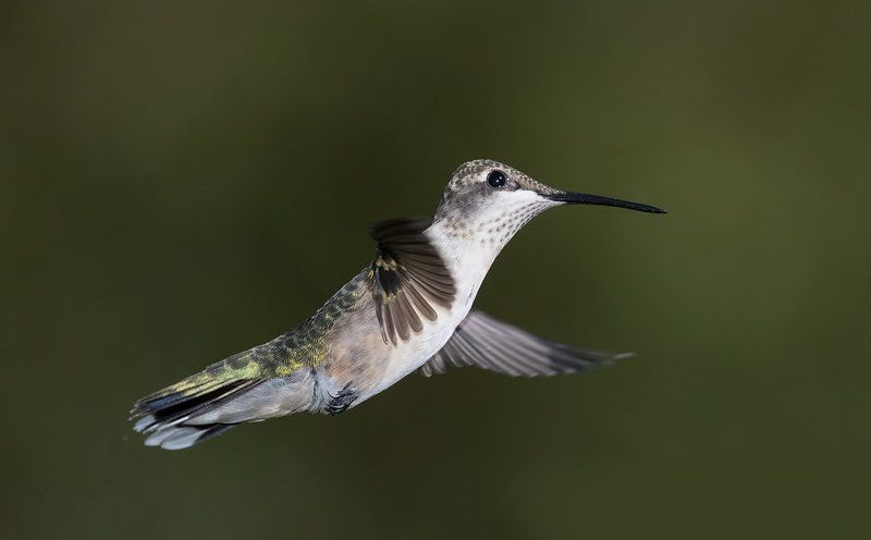 Колибри - Hummingbird flight