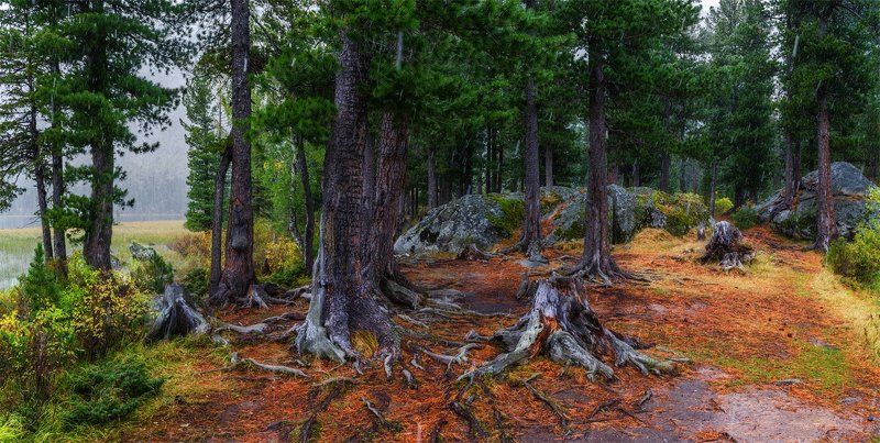 природа, пейзаж, алтай, горы, осень, мульта, панорама, снег, сибирь, лес ***** фото превью