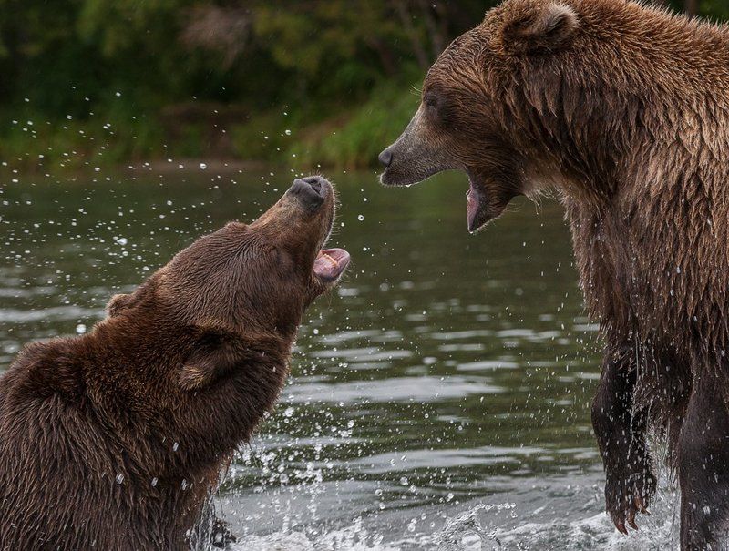 бурый медведь Разговор фото превью