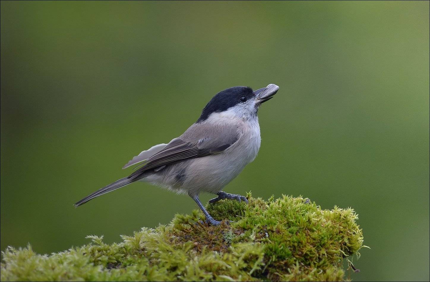 гаичка, Андрей Медведев