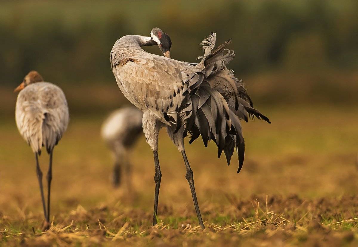оперение, Александр Маркелов