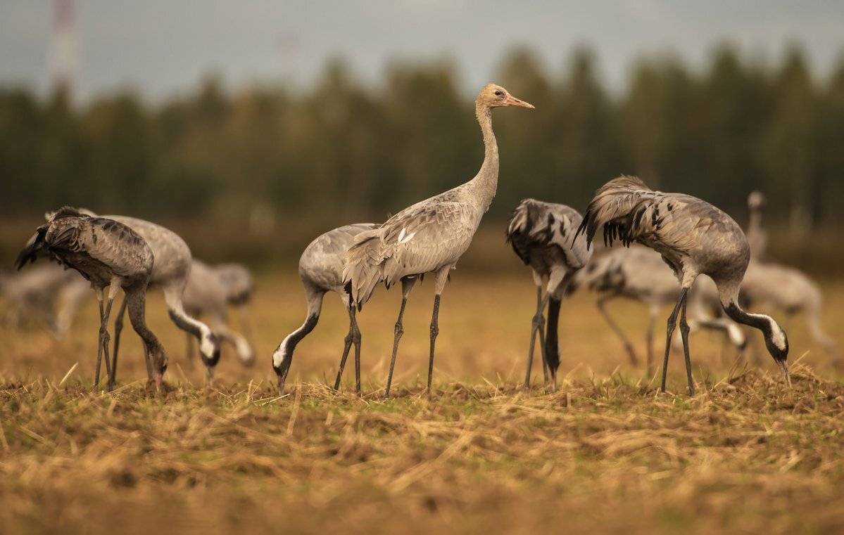 молодой, Александр Маркелов