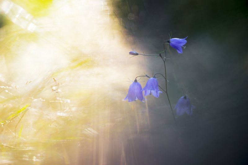 Свет и тень фото превью