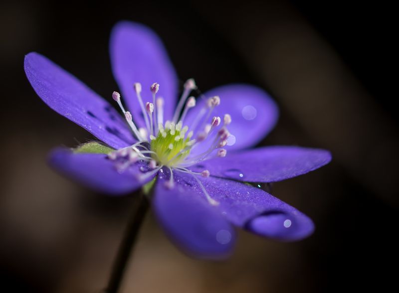 Печёночница фото превью