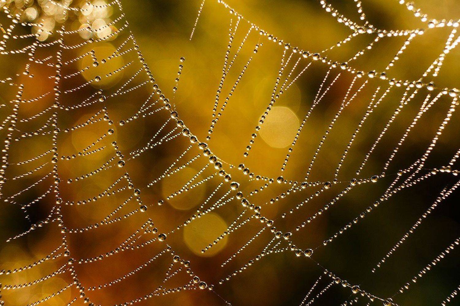 , Владимир Сковородников