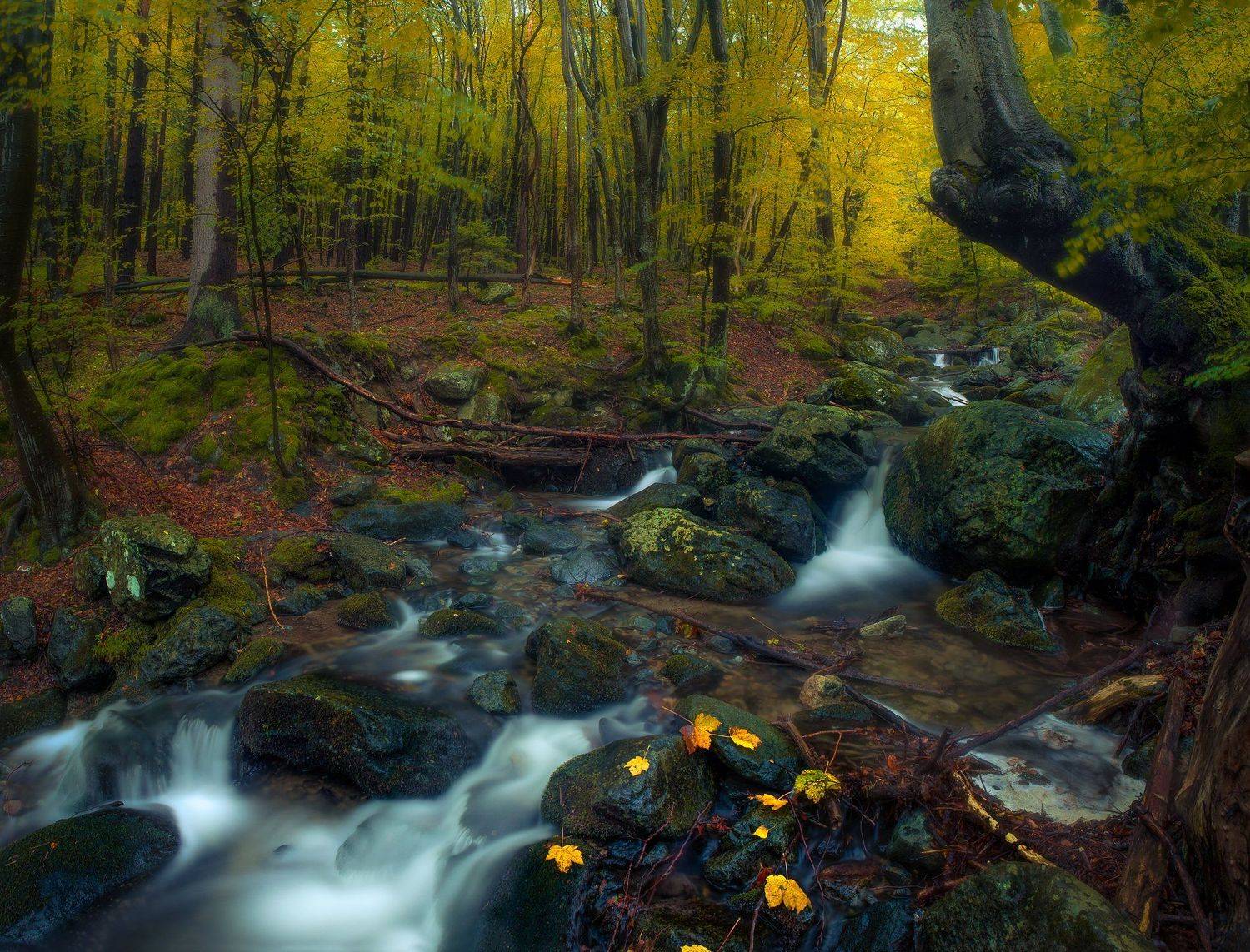 , Борислав Попов