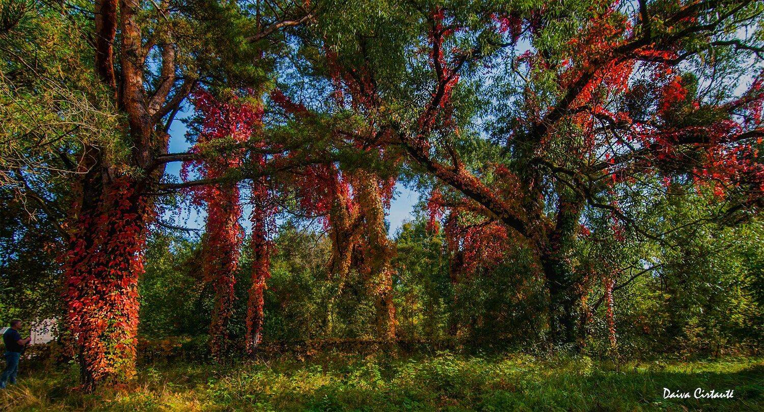 autumn,colors,trees, Daiva Cirtautė