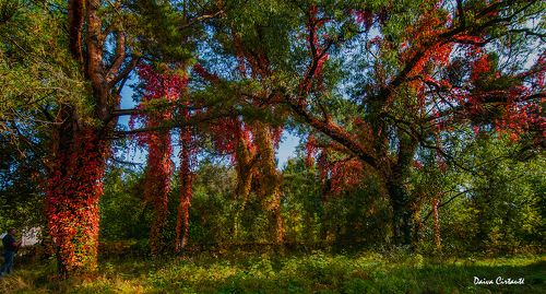 Red autumn