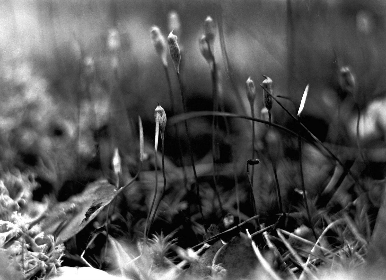 , Иван Домарацкий