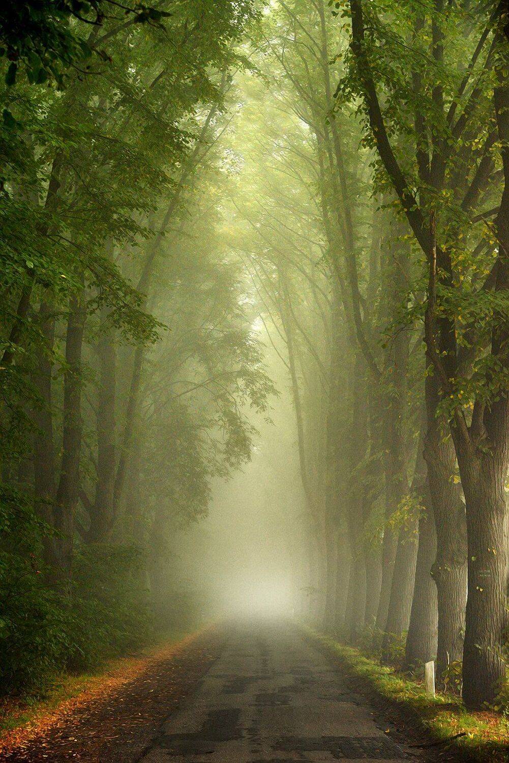 тоннель tunnel road path autumn magic mist foggy road trees, Radoslaw Dranikowski