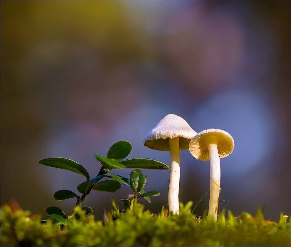 , Бурлов Андрей