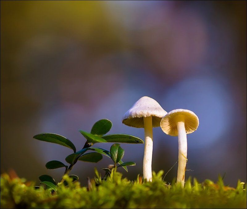 ... фото превью