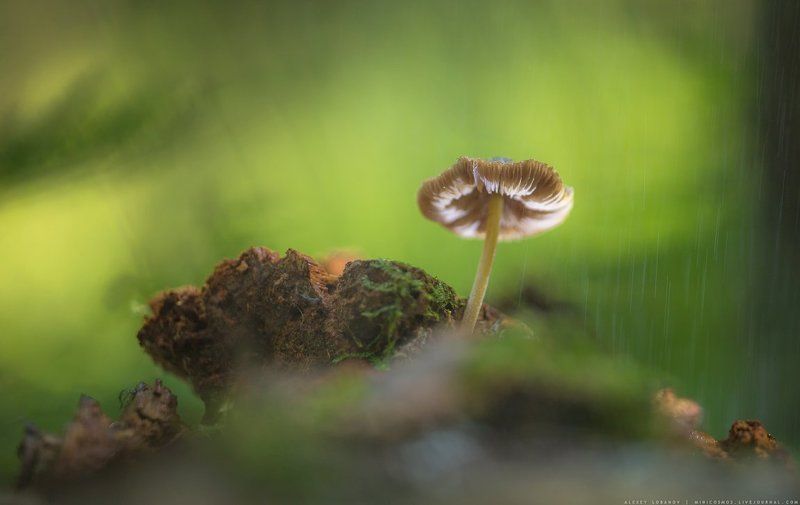 Парасолька фото превью