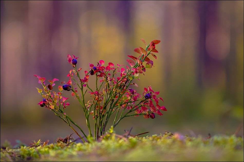 , Бурлов Андрей