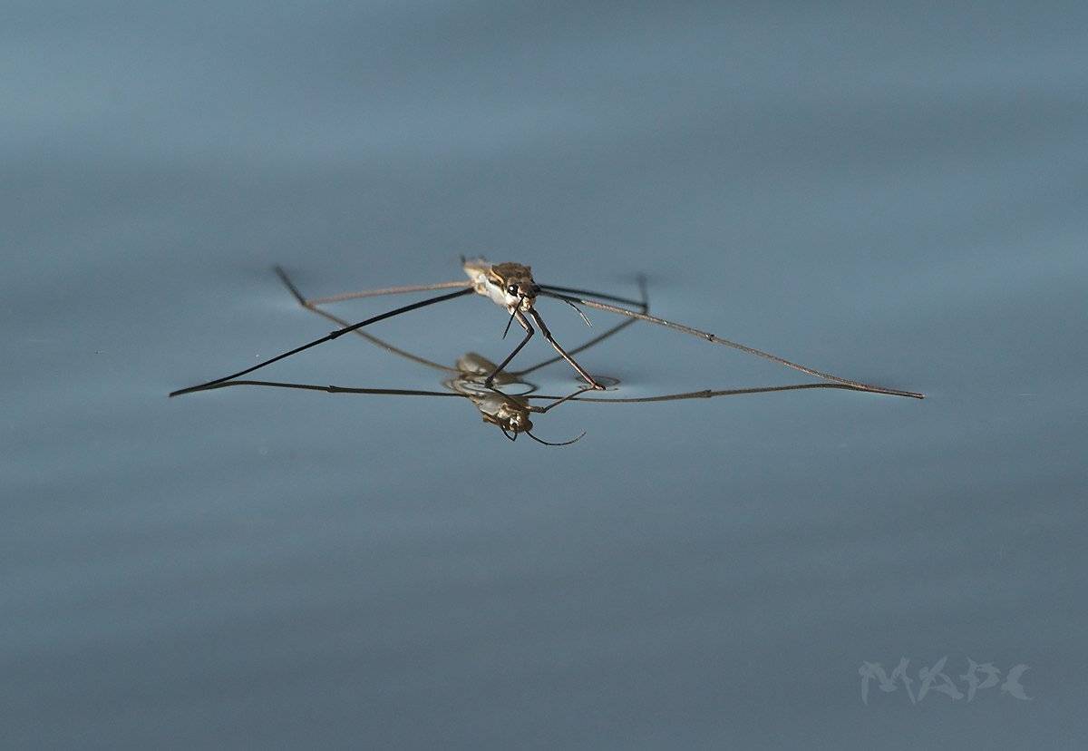 макро водомерка насекомое река, Шангареев Марс