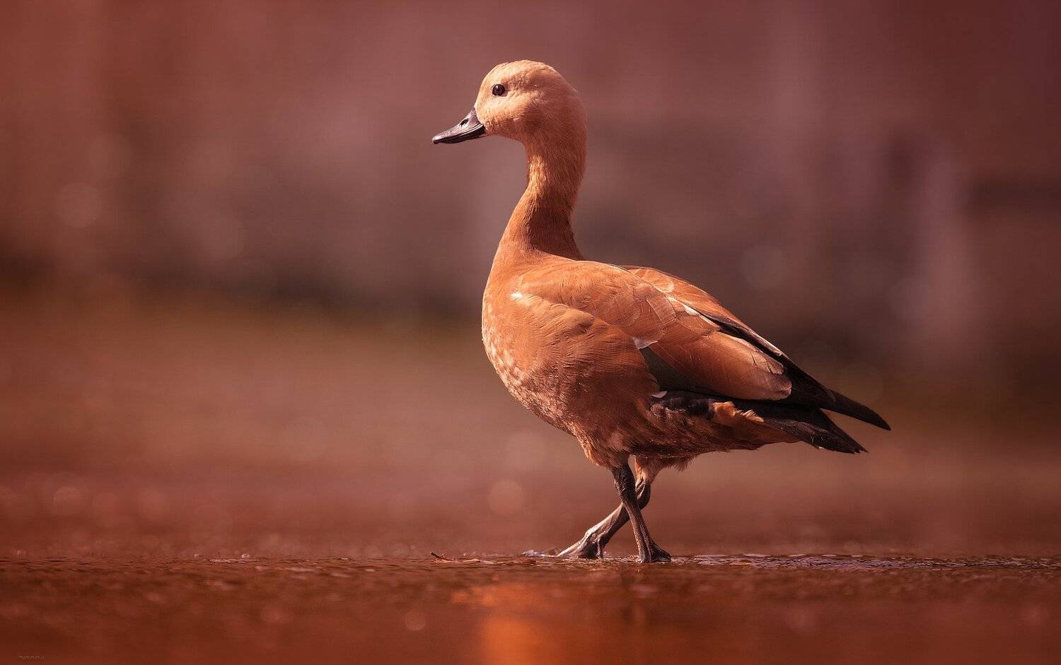 природа, лес, животные, птицы, Дмитрий Посевич