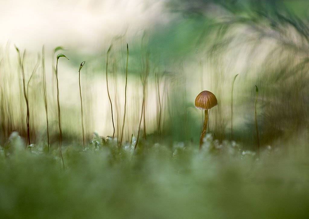 гриб, маленький, осень, куст, листья, ветви, дерево, мох, деревья, растения, природа, лето, фон, зеленый, коричневый, красивый, листва, пасмурно., Виктор