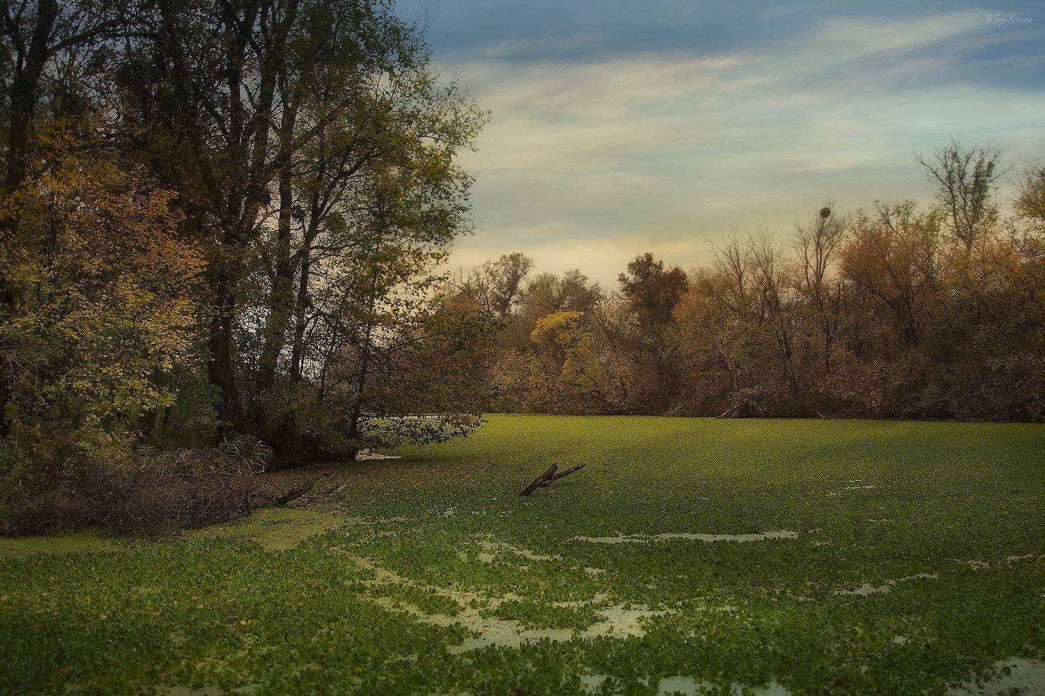 осень,утро,река,затока,берег,ряска, Roma  Chitinskiy