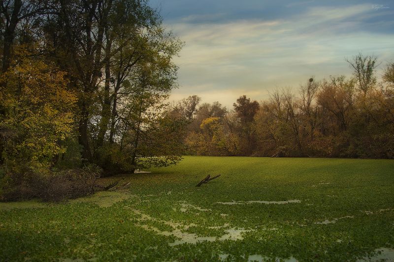 осень,утро,река,затока,берег,ряска Футбольный водоём ... фото превью
