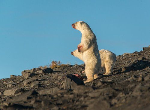 Высоко стою - далеко гляжу...