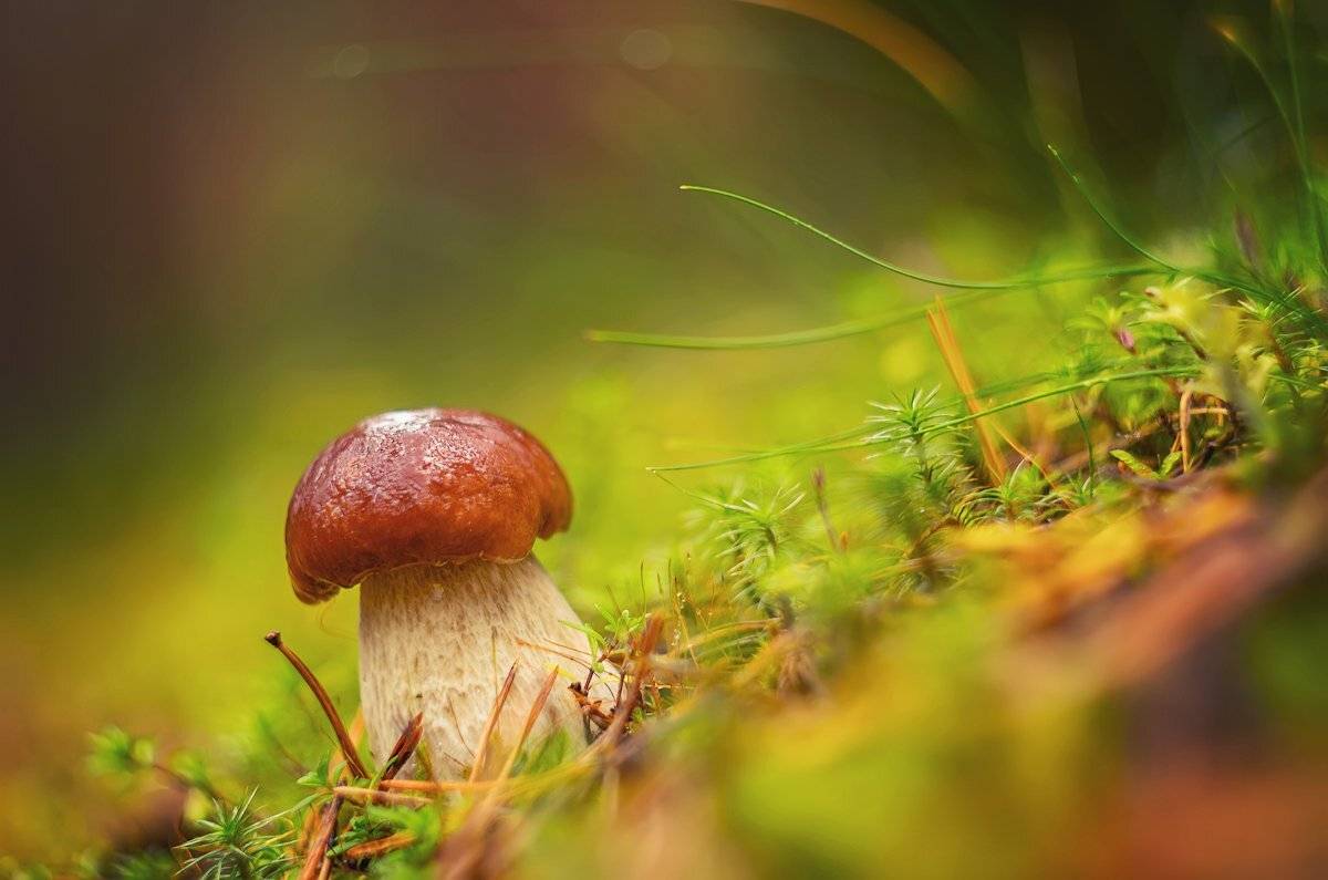 грибы лес мох осень, Марина Мурашова