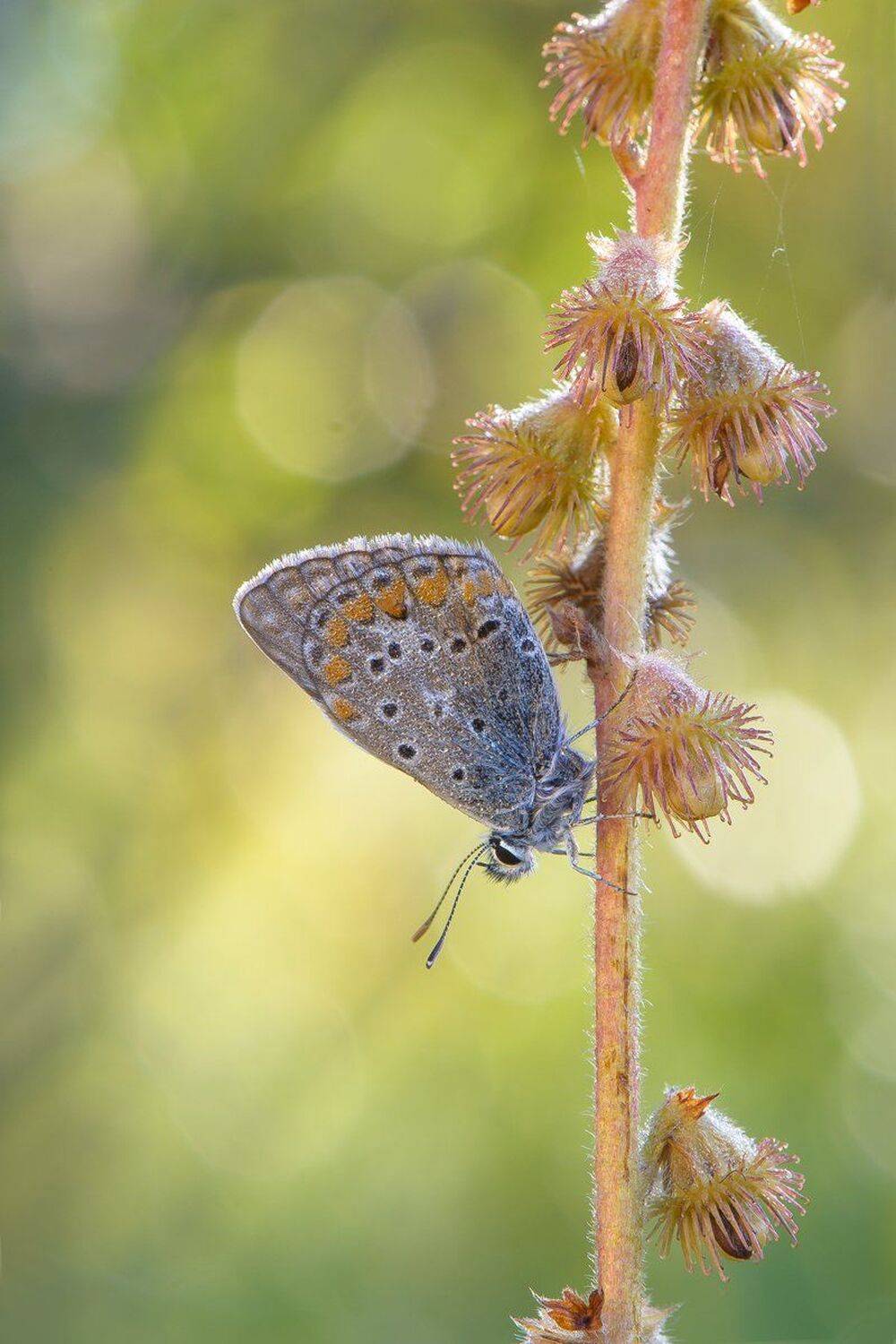 , Кузнецов Дмитрий