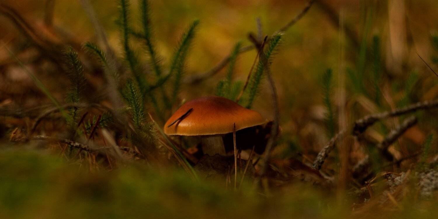 осень, природа, беларусь, лес, Sixten ( Сергей )