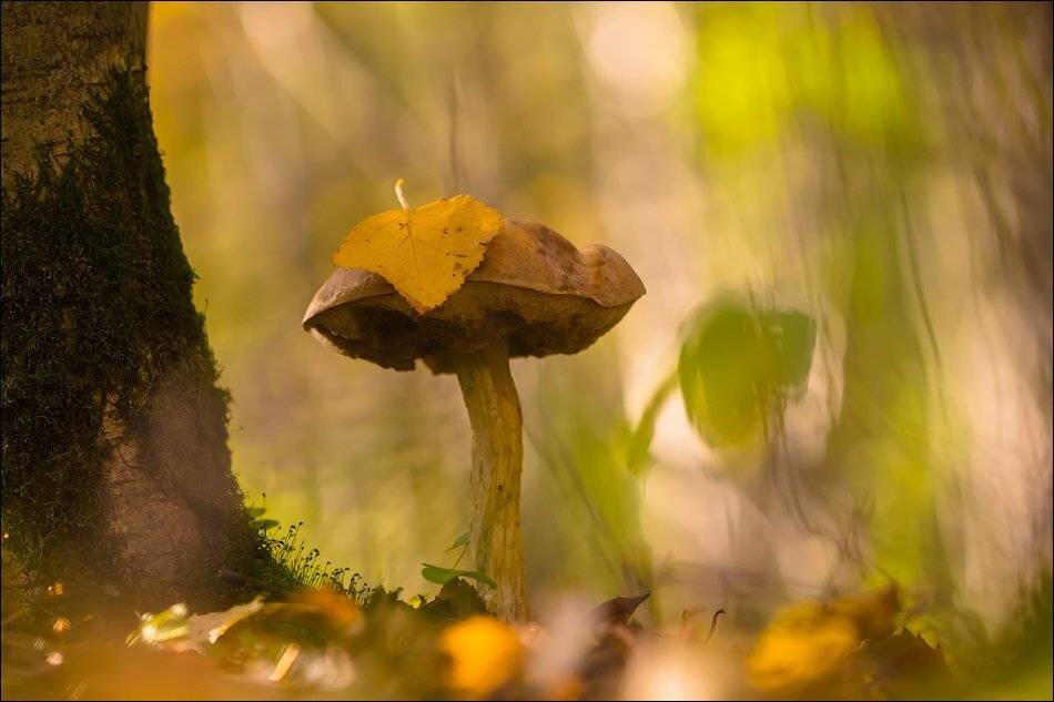 , Бурлов Андрей