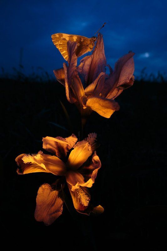 Рапсовая белянка, Pontia edusa, кожистый ирис, Iris scariosa Ночной дуэт фото превью