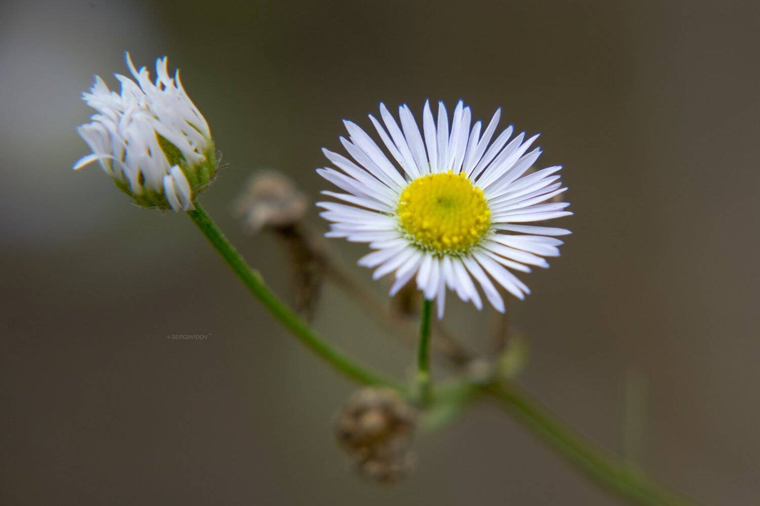 цветы, фон, осень, Sergii Vidov