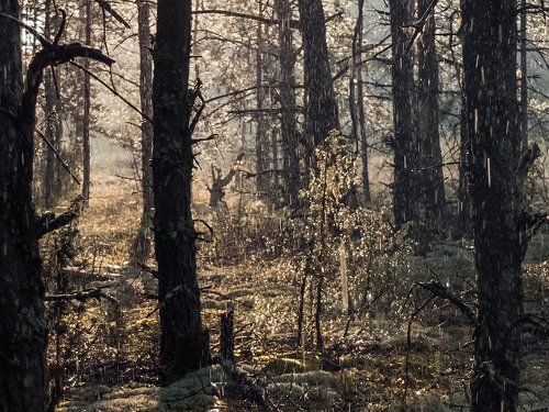 Pro летний дождь в сосновом лесу