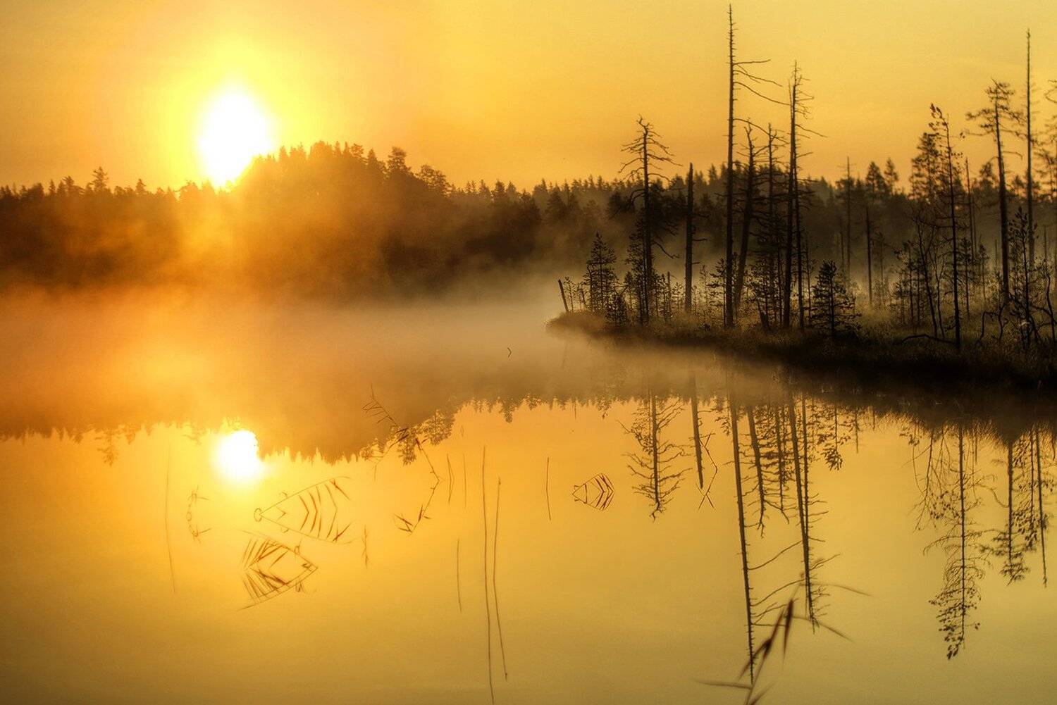 карелия, Виктор