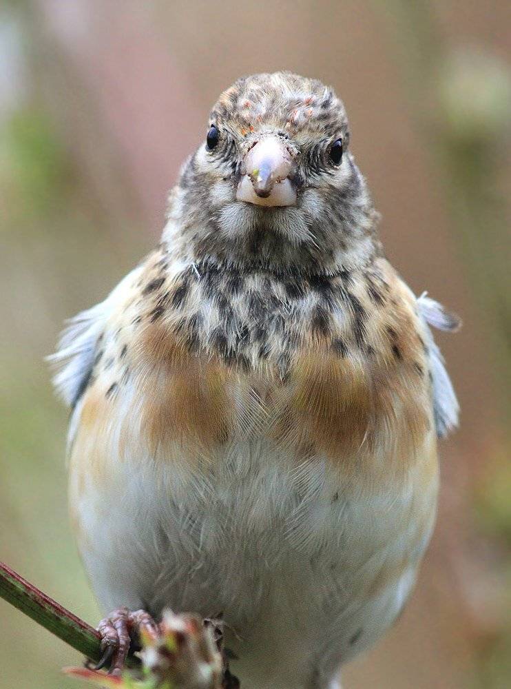 щегол, Михаил Крюков