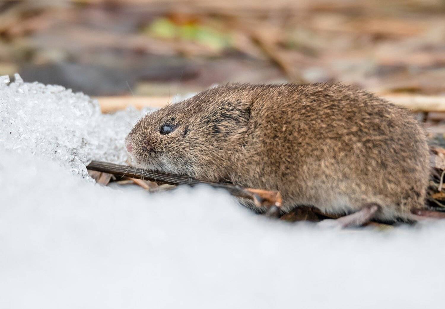 полёвка, мышь, грызун, поле, весна, снег, млекопитающее, глаза бусинки, затаилась, маскировка, Ксения Соварцева