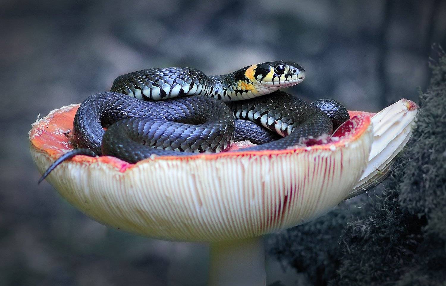 , Галина Горькавая