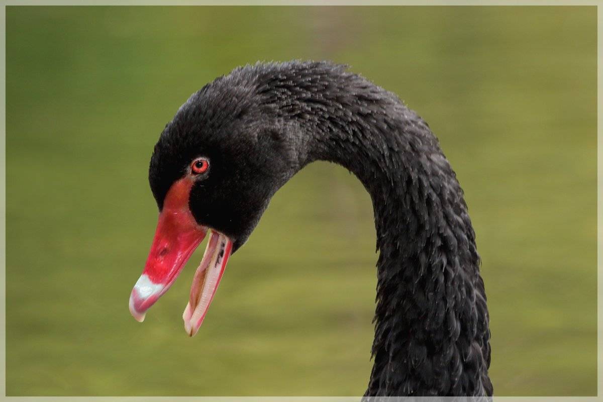 , Георги Славов