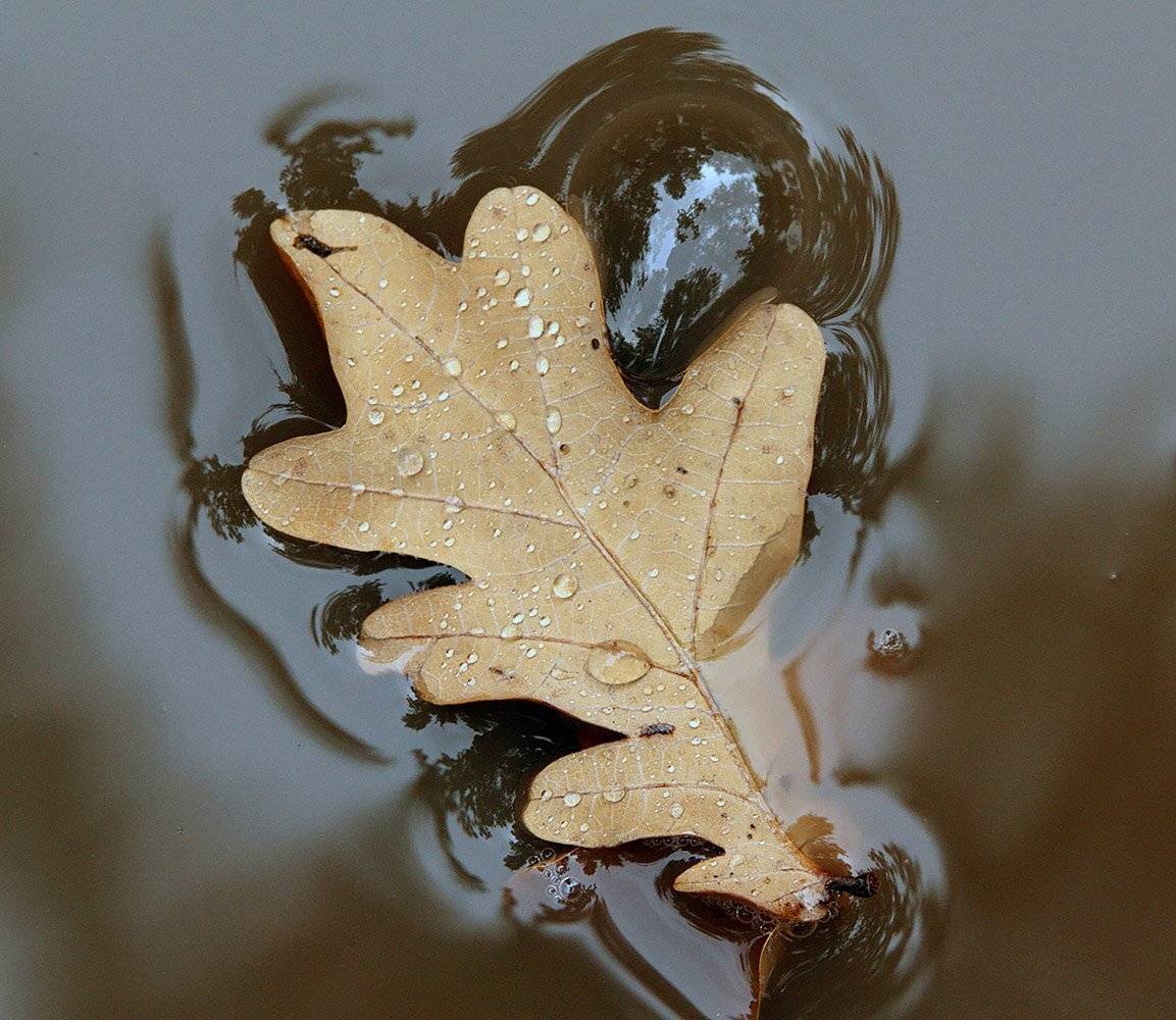 макро лужа лист пузырь, Шангареев Марс