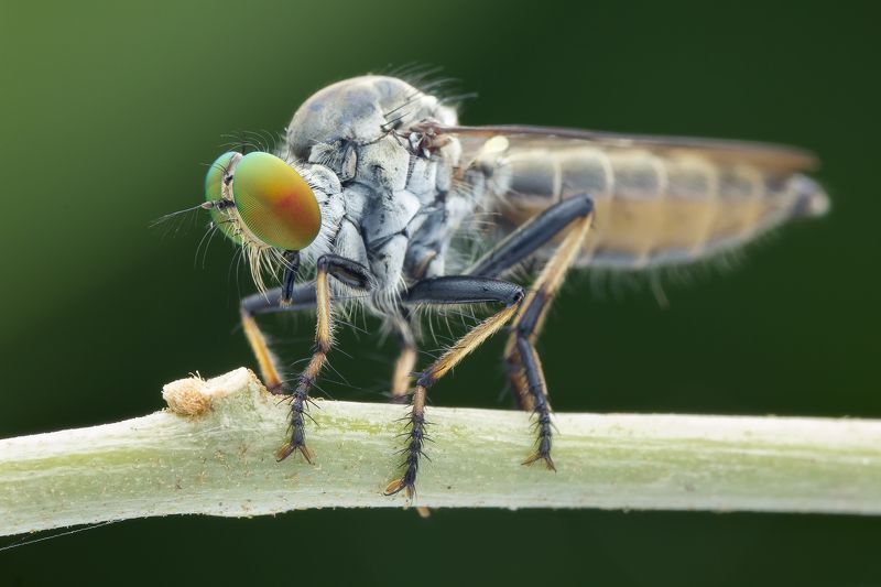 #macro#robberfly#colors Robber Fly 171002A фото превью
