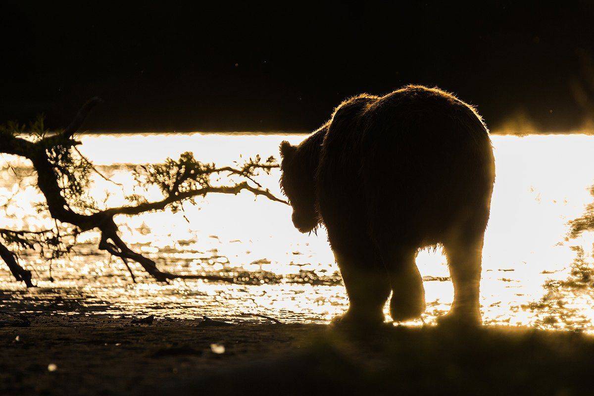 Камчатка, лето, природа, путешествие, медведь, рыба, закат , Денис Будьков