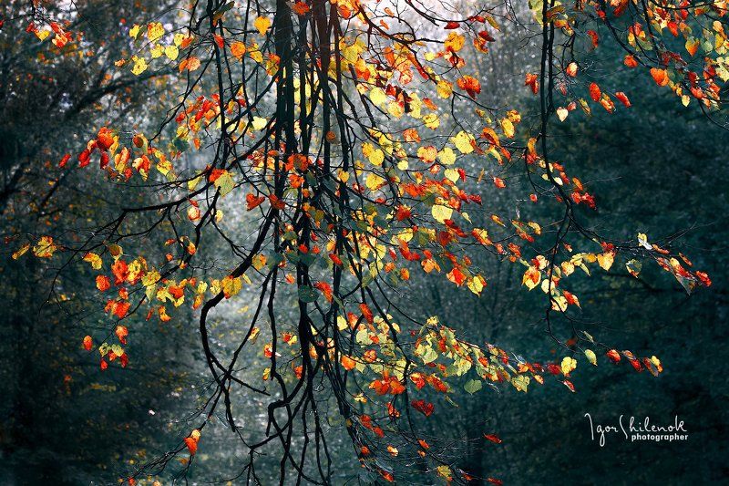 осень Краски осени фото превью