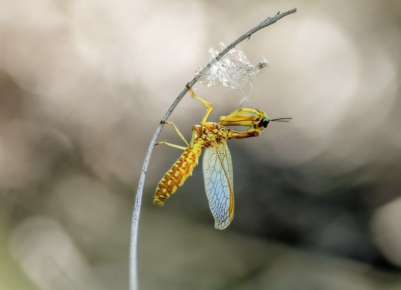Mantispa lobata фото превью