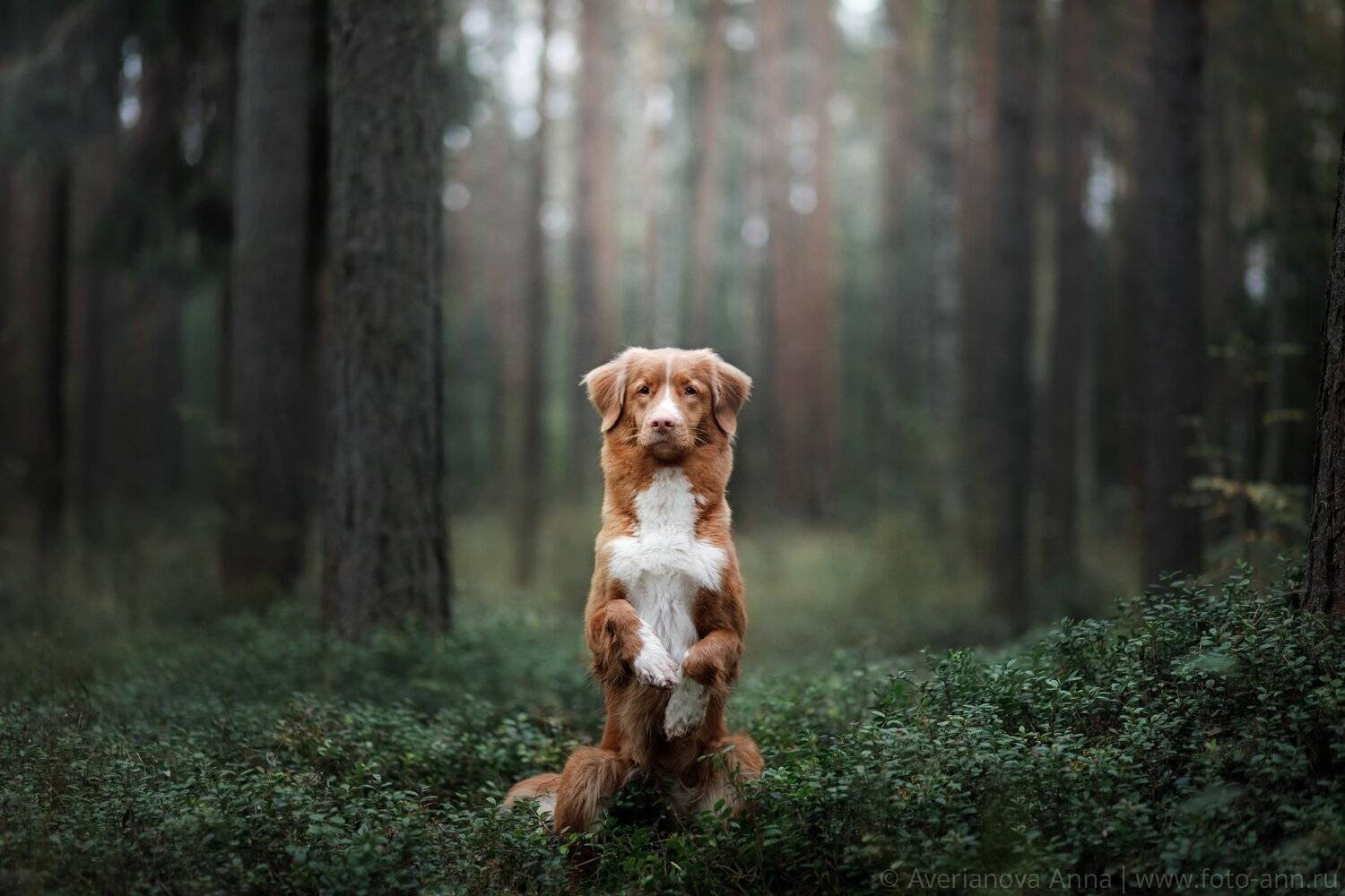 собака, природа, лес, Анна Аверьянова