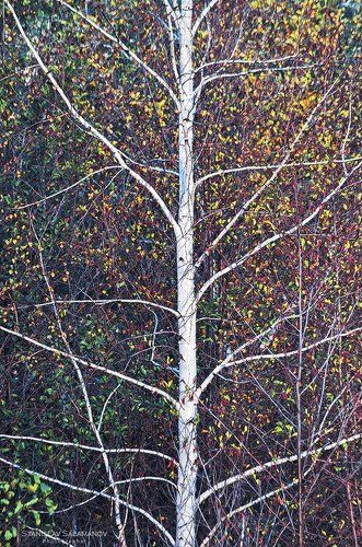 Осень рисует