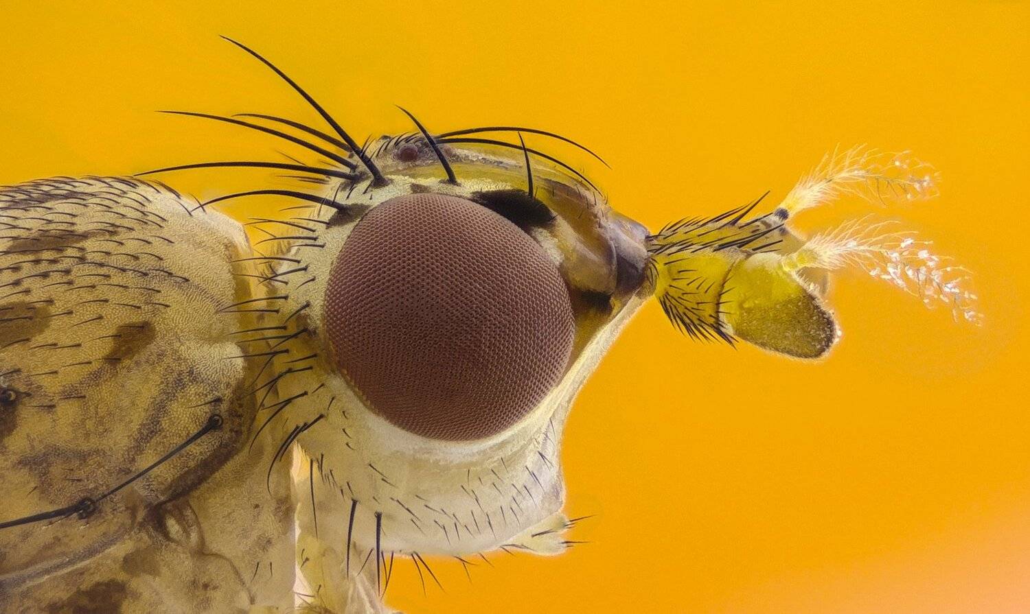 ceclii,macro,lgg4, extrememacro,  макро, Tsvetan Ganev