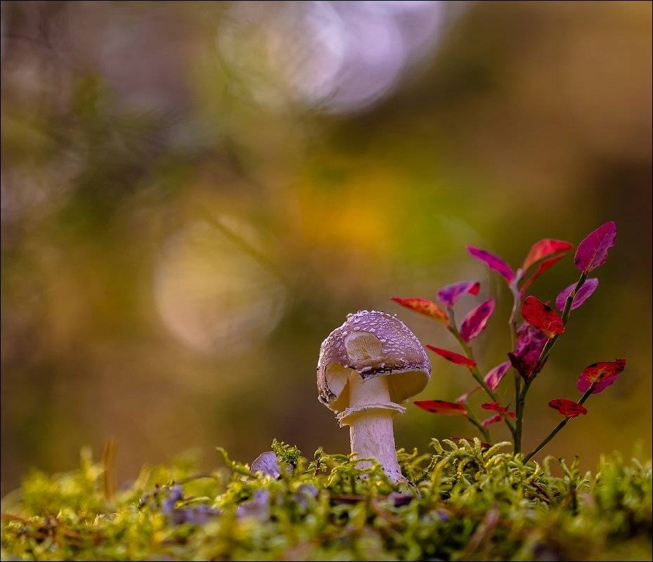 , Бурлов Андрей