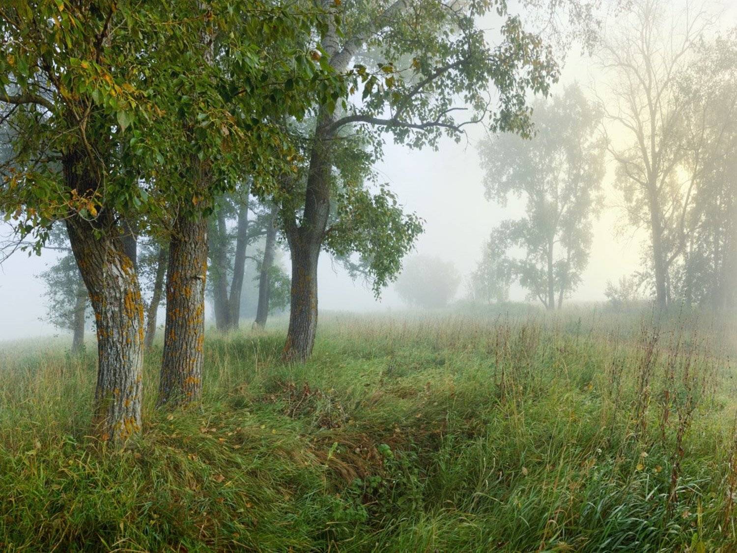 , Дмитрий Медянцев