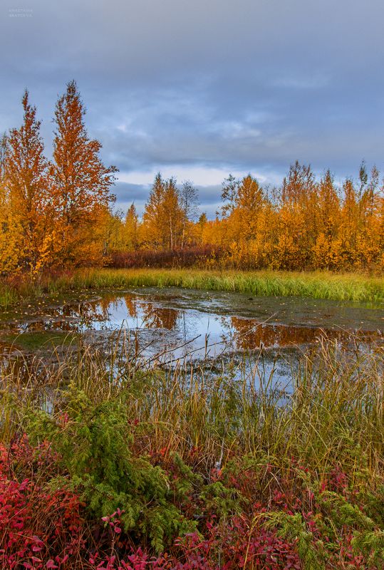 ямал , сибирь, природа, салехард , осень, ямал \
