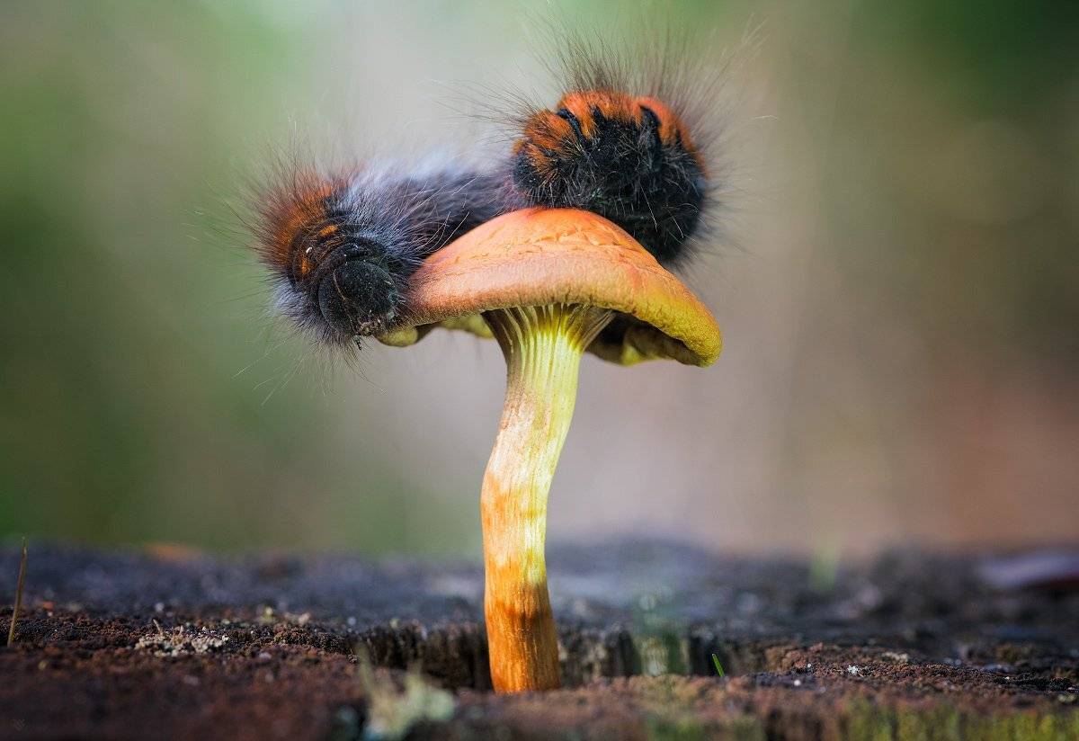 Fox moth, caterpillar, macro, Wojciech Grzanka